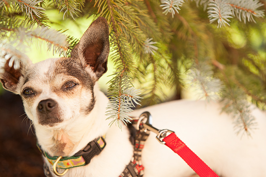 Five Reasons to Adopt a FourLegged Family Member Well Before the